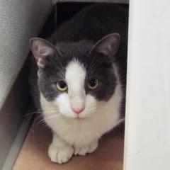 Enlarge Teddy--Adoptable with Bonded Companion, Paddy, an adoptable Domestic Short Hair in Green Valley, AZ image 4/4