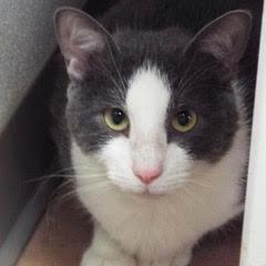 Enlarge Teddy--Adoptable with Bonded Companion, Paddy, an adoptable Domestic Short Hair in Green Valley, AZ image 3/4