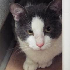 Enlarge Teddy--Adoptable with Bonded Companion, Paddy, an adoptable Domestic Short Hair in Green Valley, AZ image 2/4