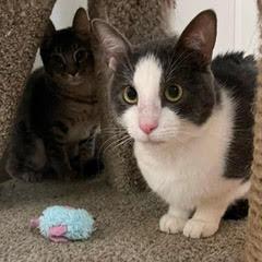 Teddy--Adoptable with Bonded Companion, Paddy, Young Male unknown