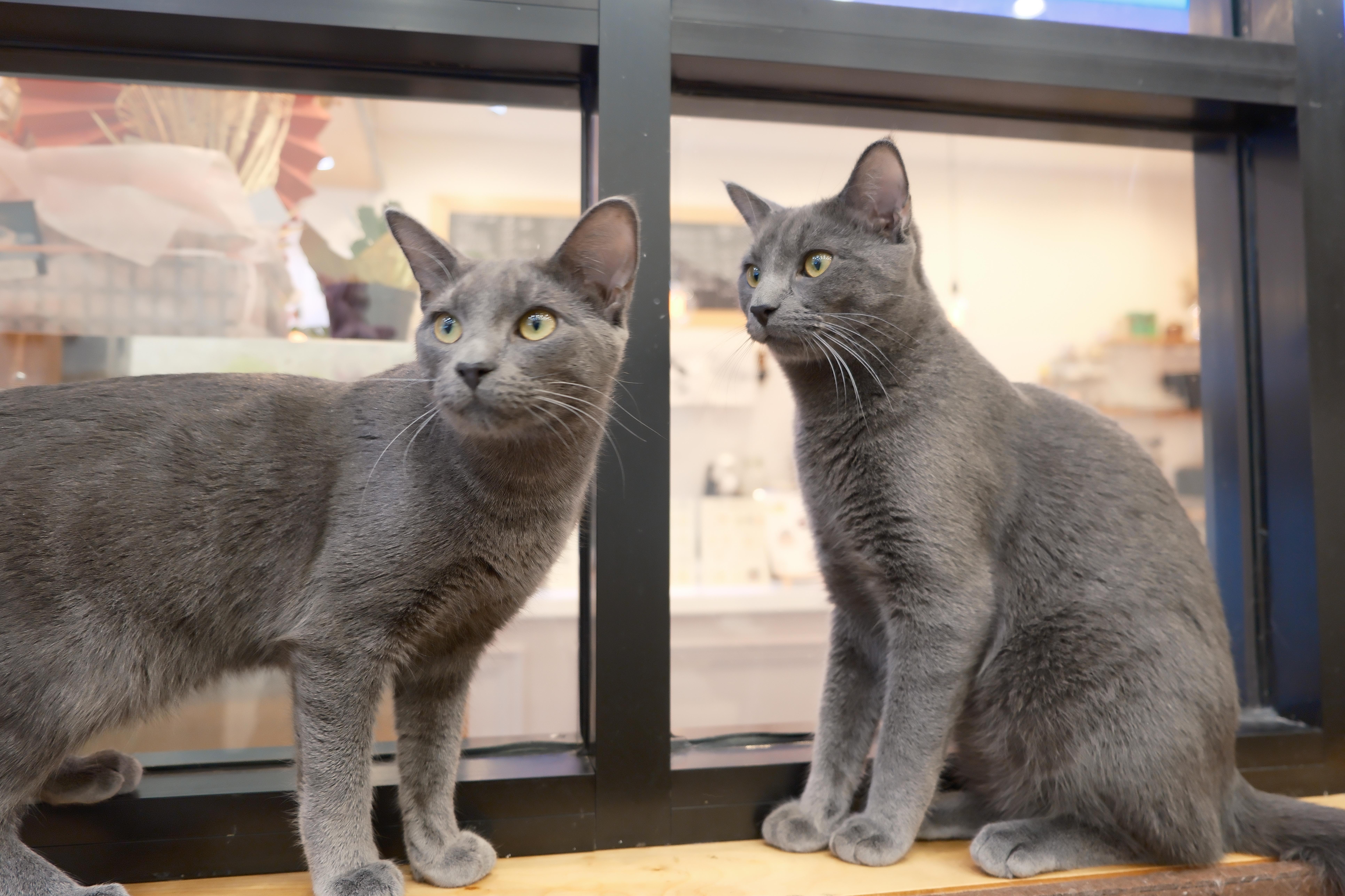 Onyx, a ADOPTABLE Domestic Short Hair in South Ozone Park, NY image 3/4