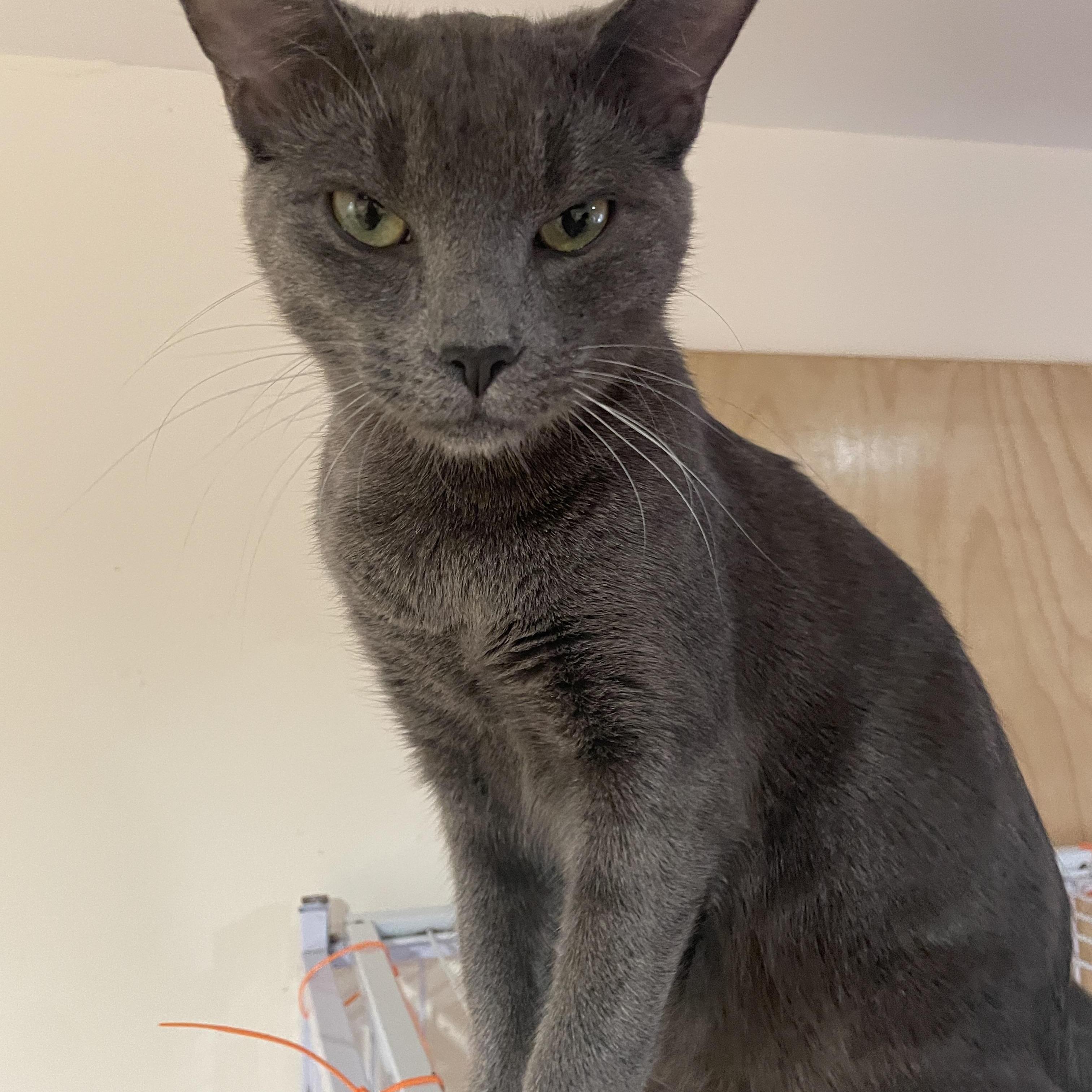 Onyx, ADOPTABLE, Young Male Domestic Short Hair.