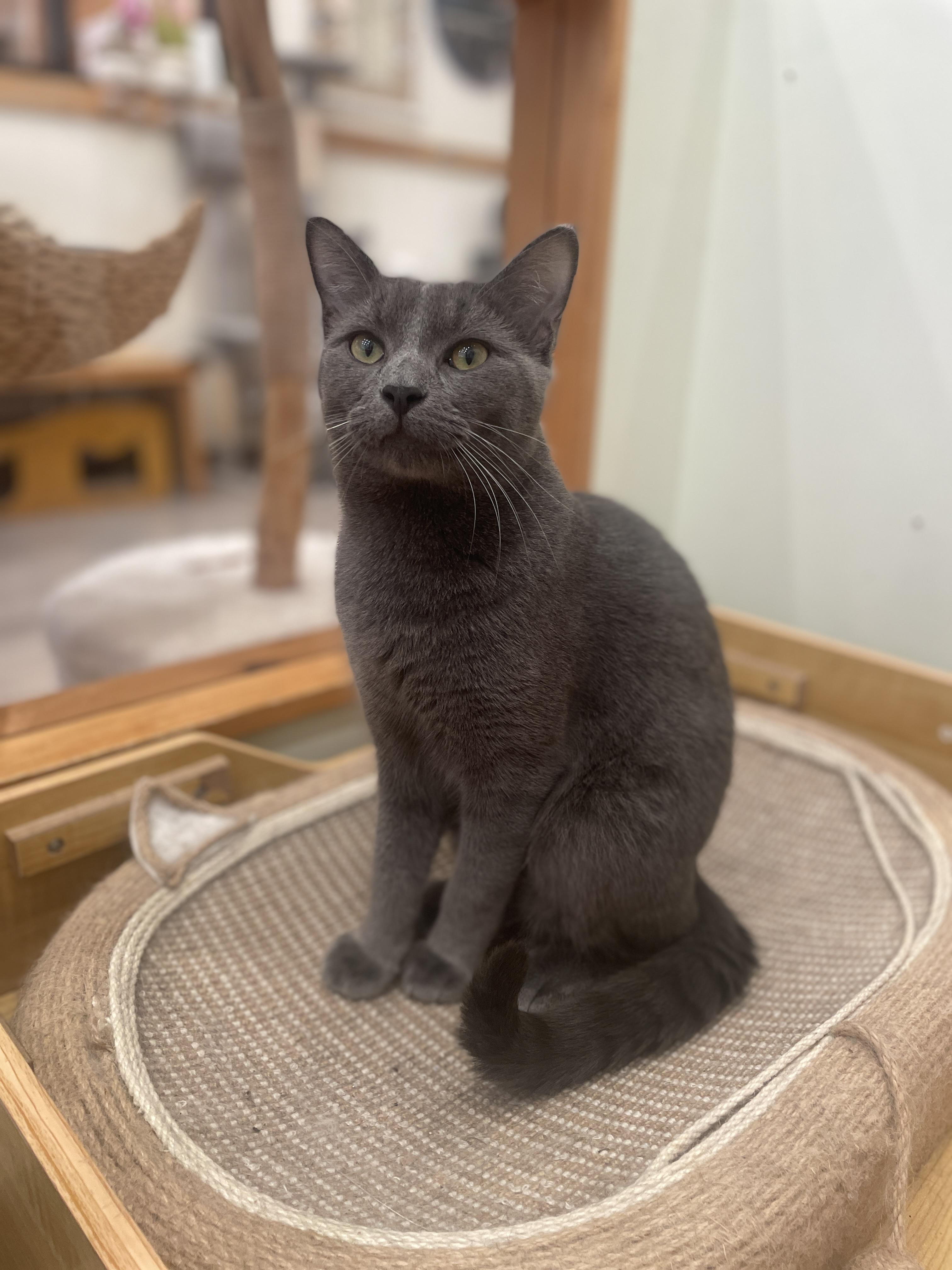 Onyx, a ADOPTABLE Domestic Short Hair in South Ozone Park, NY image 2/4