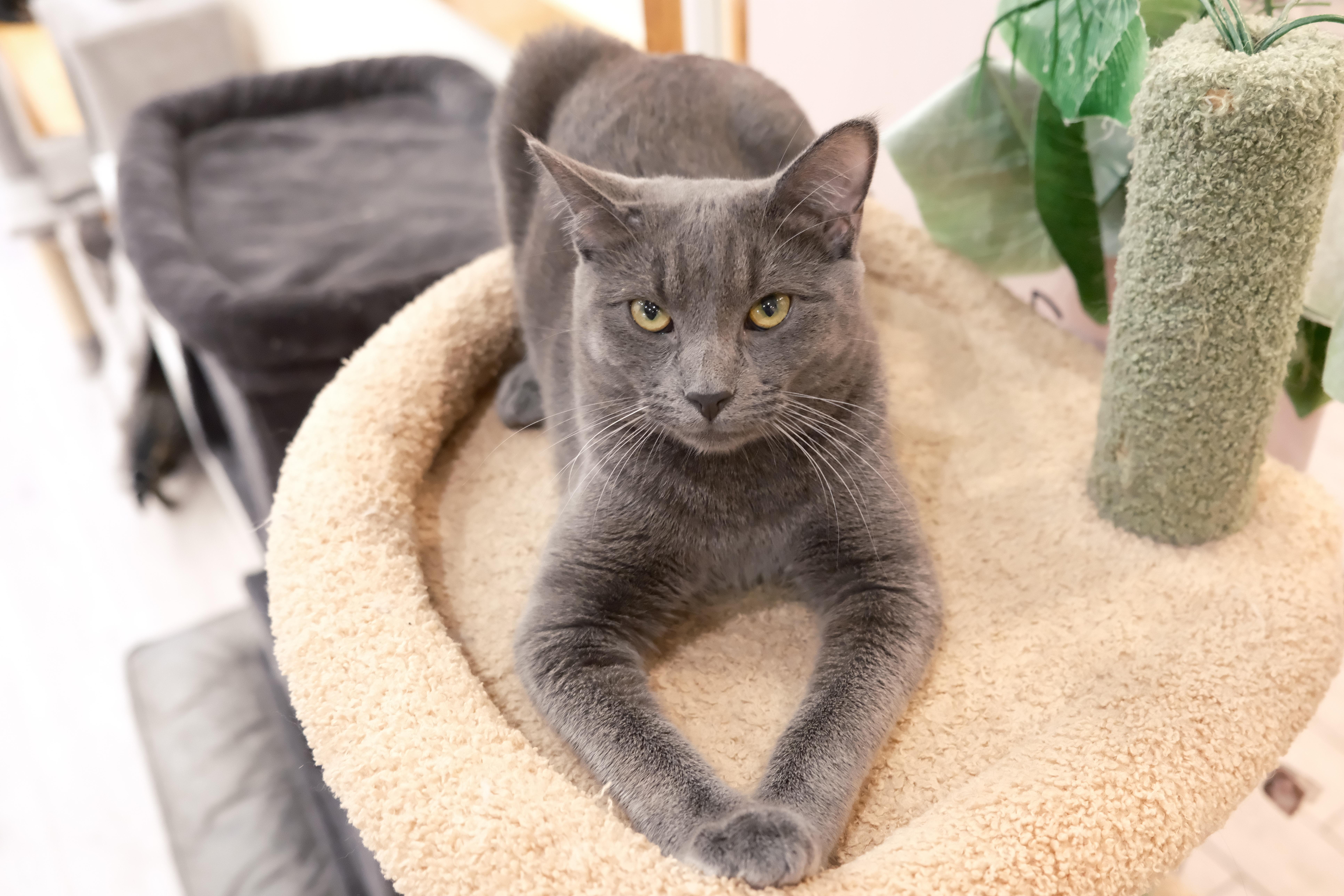 Onyx, a ADOPTABLE Domestic Short Hair in South Ozone Park, NY image 4/4