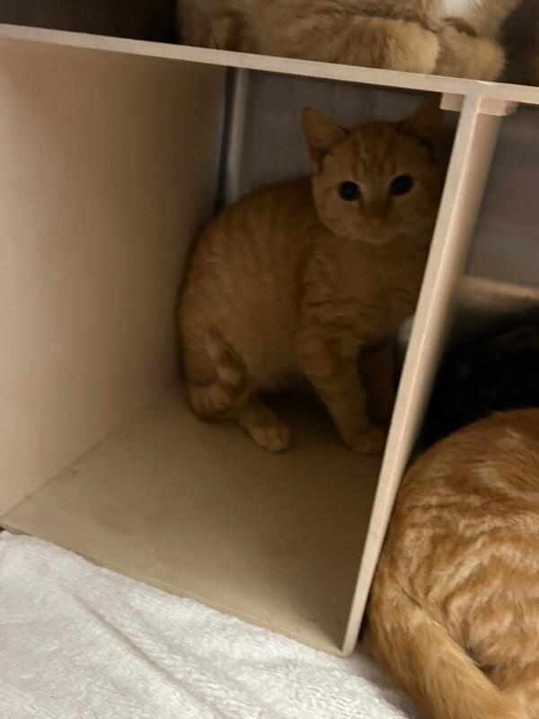 Ribbon, Adoptable, Adult Male Domestic Short Hair.