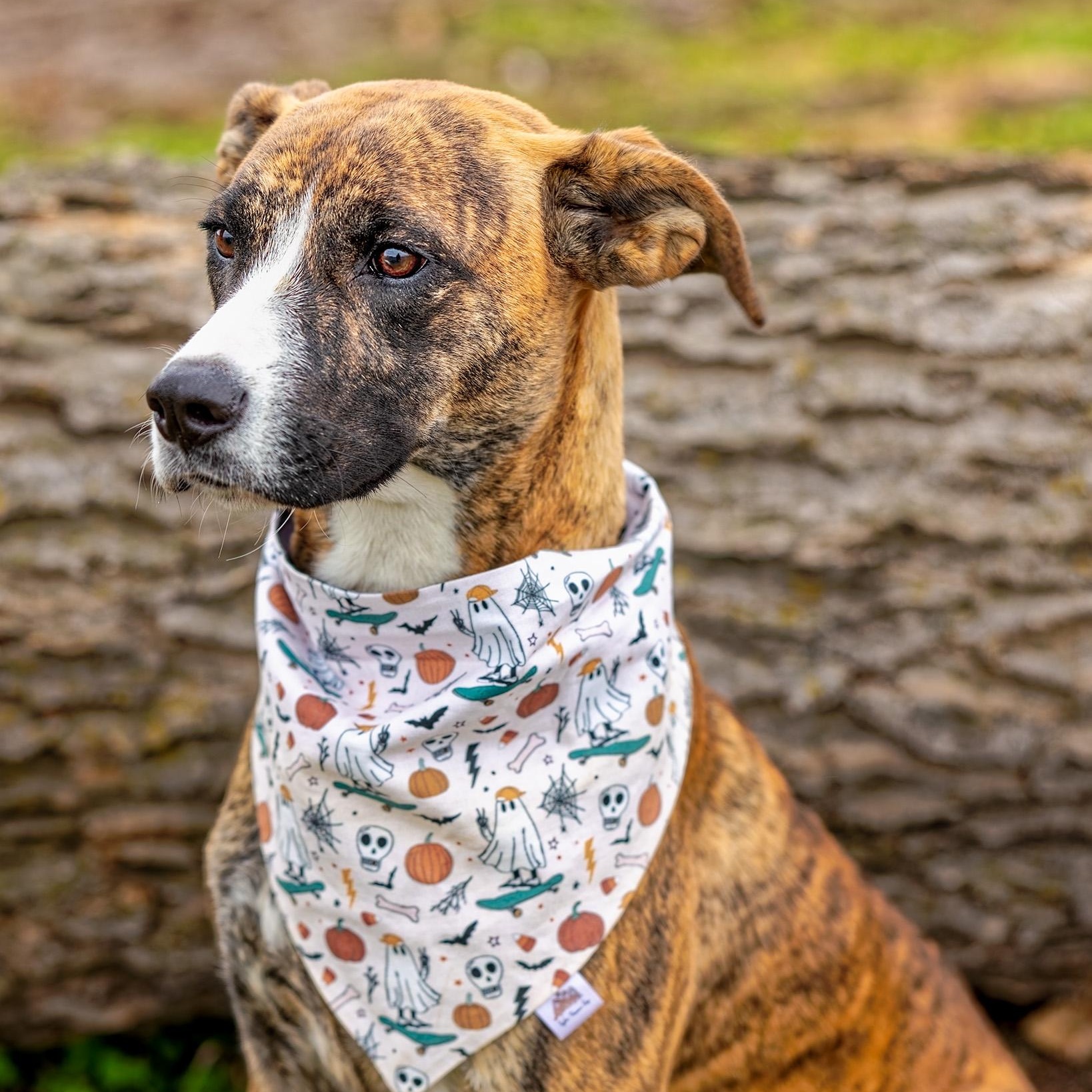 Sage, a Adoptable mixed breed in Clarinda, IA image 2/5