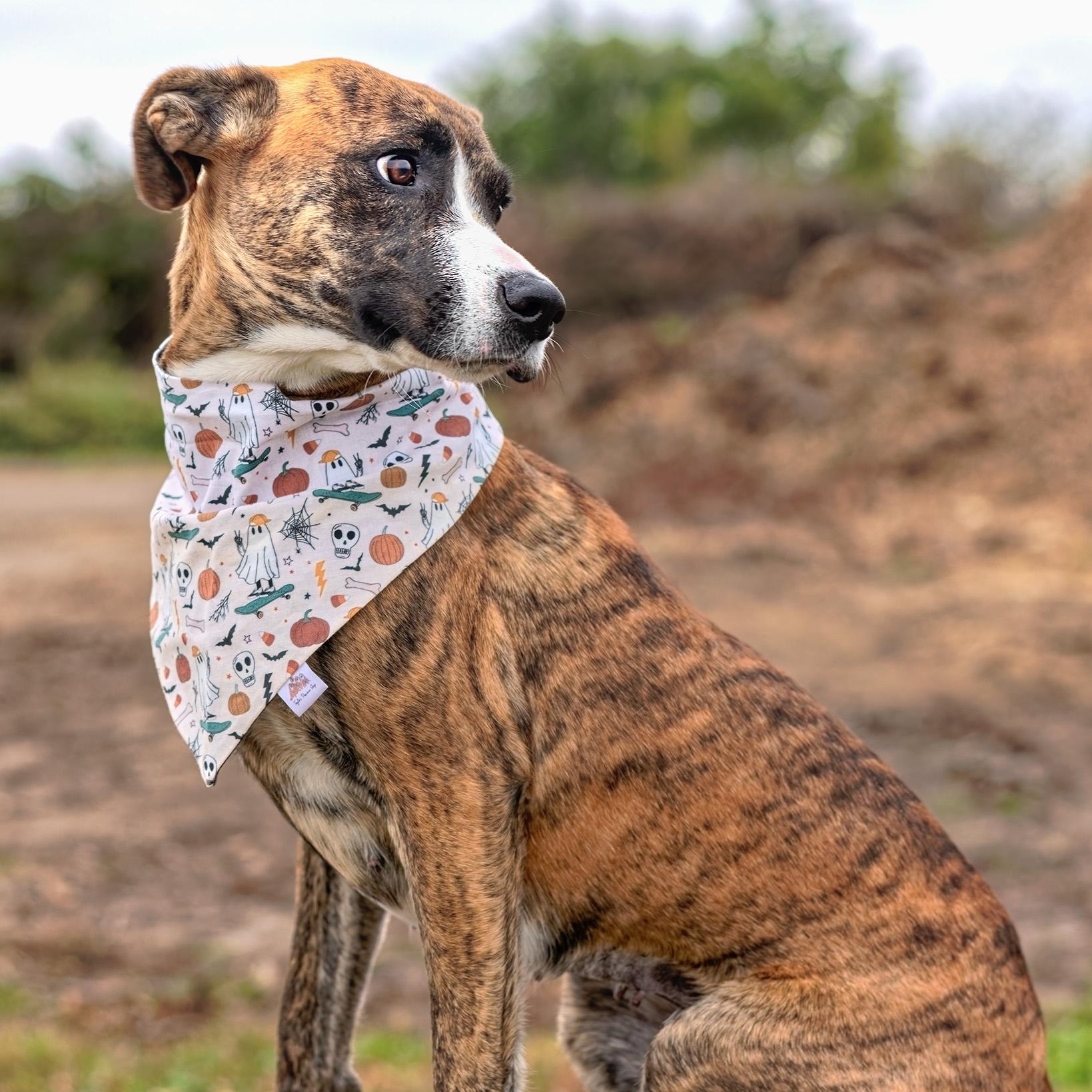 Sage, a Adoptable mixed breed in Clarinda, IA image 3/5