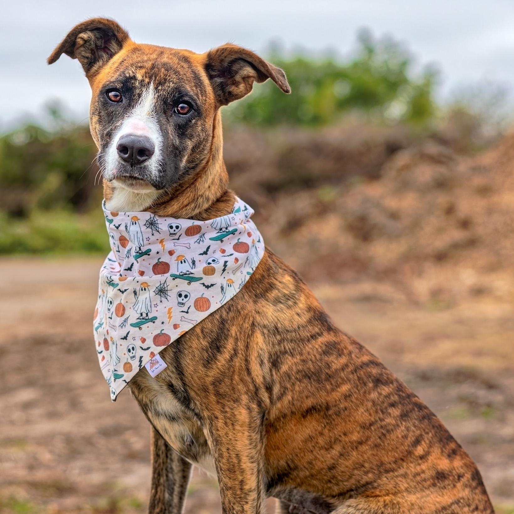 Sage, a Adoptable mixed breed in Clarinda, IA image 4/5