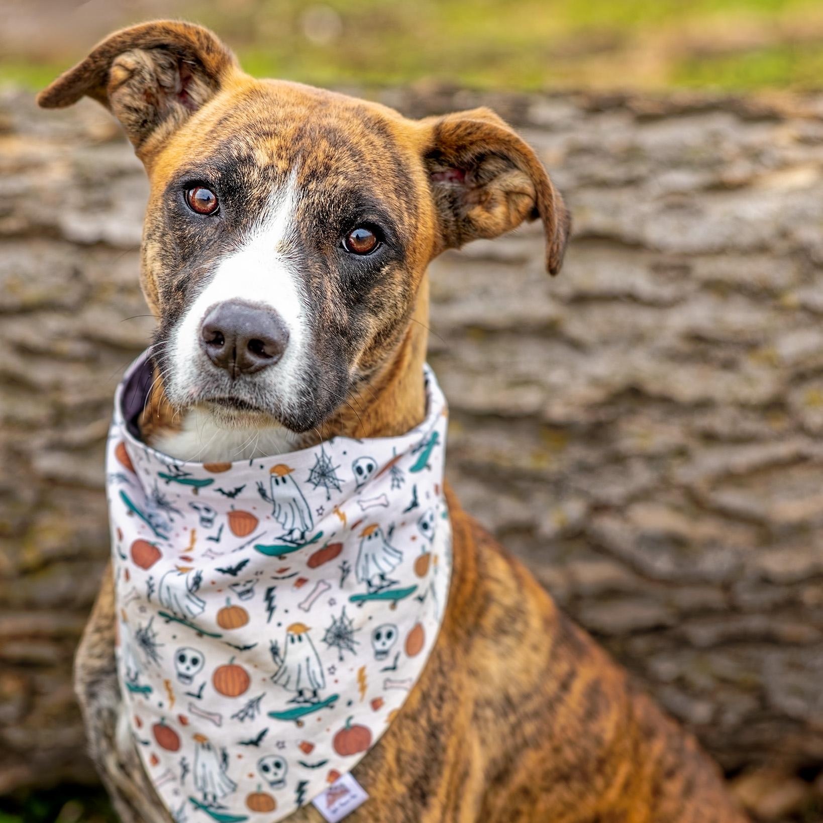 Sage, Adoptable, Young Female Terrier.