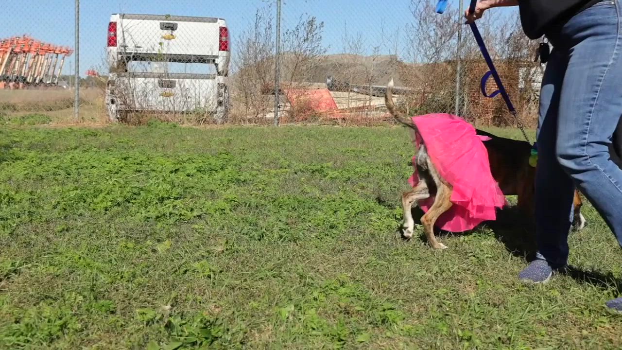 Enlarge Sage, a Adoptable mixed breed in Clarinda, IA video 5/5