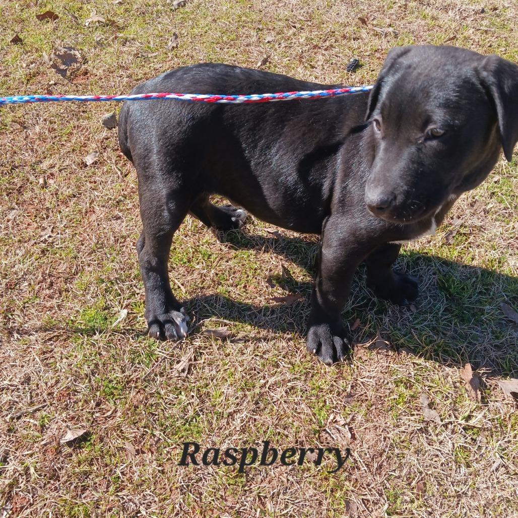 Raspberry, Adoptable, Young Male Pit Bull Terrier & Black Labrador Retriever.