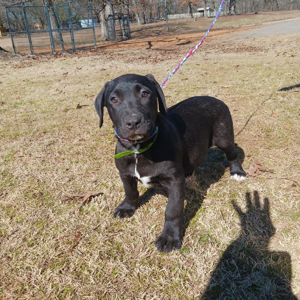 Enlarge Raspberry, a Adoptable mixed breed in Wadena, MN image 2/6