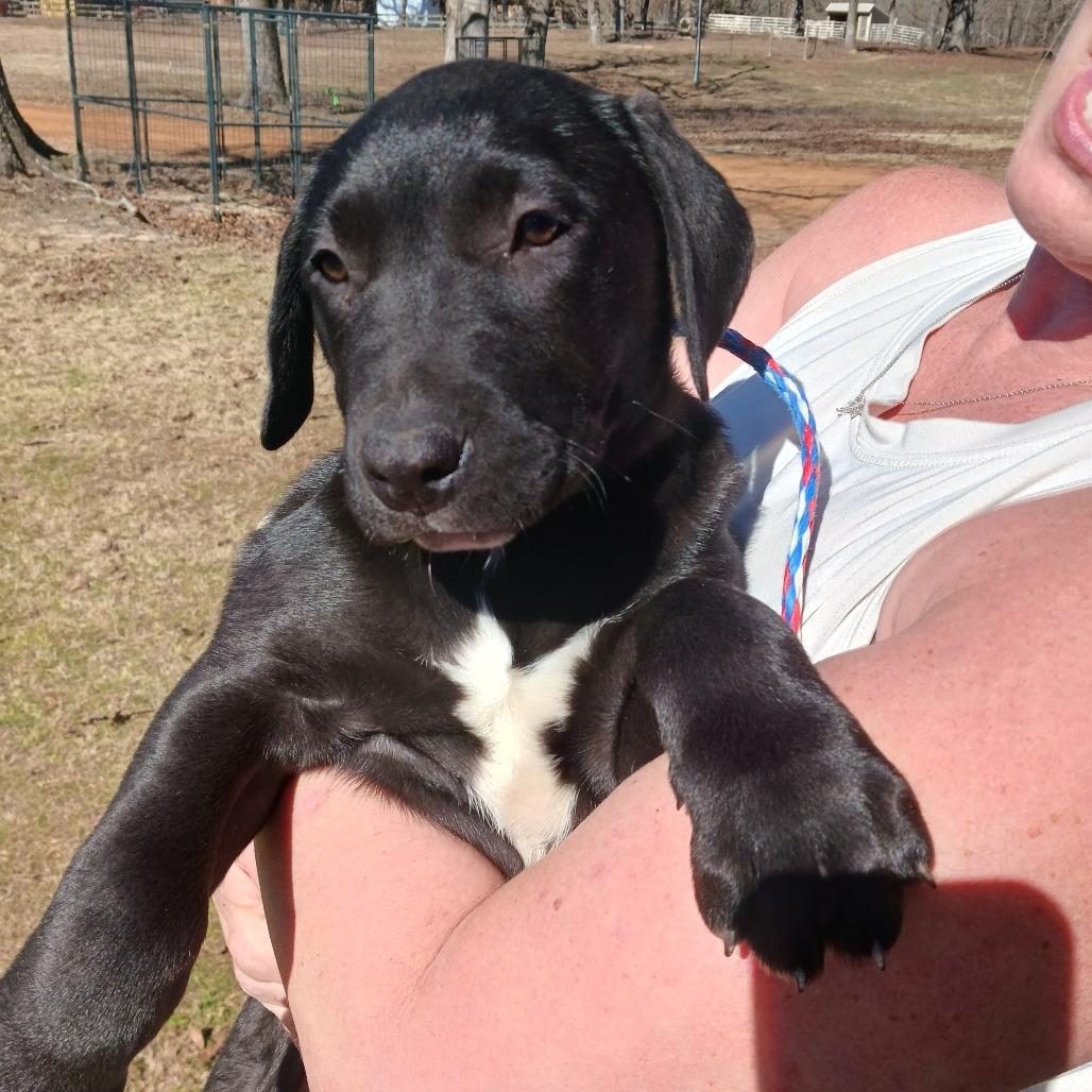 Enlarge Raspberry, a Adoptable mixed breed in Wadena, MN image 3/6