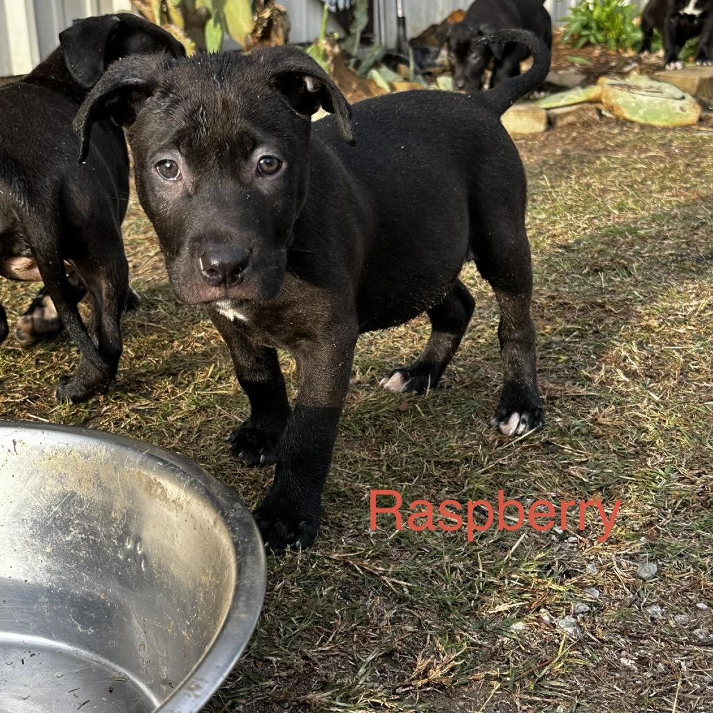 Enlarge Raspberry, a Adoptable mixed breed in Wadena, MN image 4/6