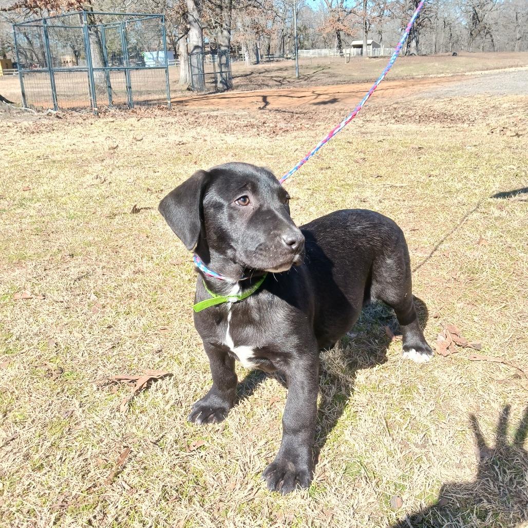 Enlarge Raspberry, a Adoptable mixed breed in Wadena, MN image 5/6