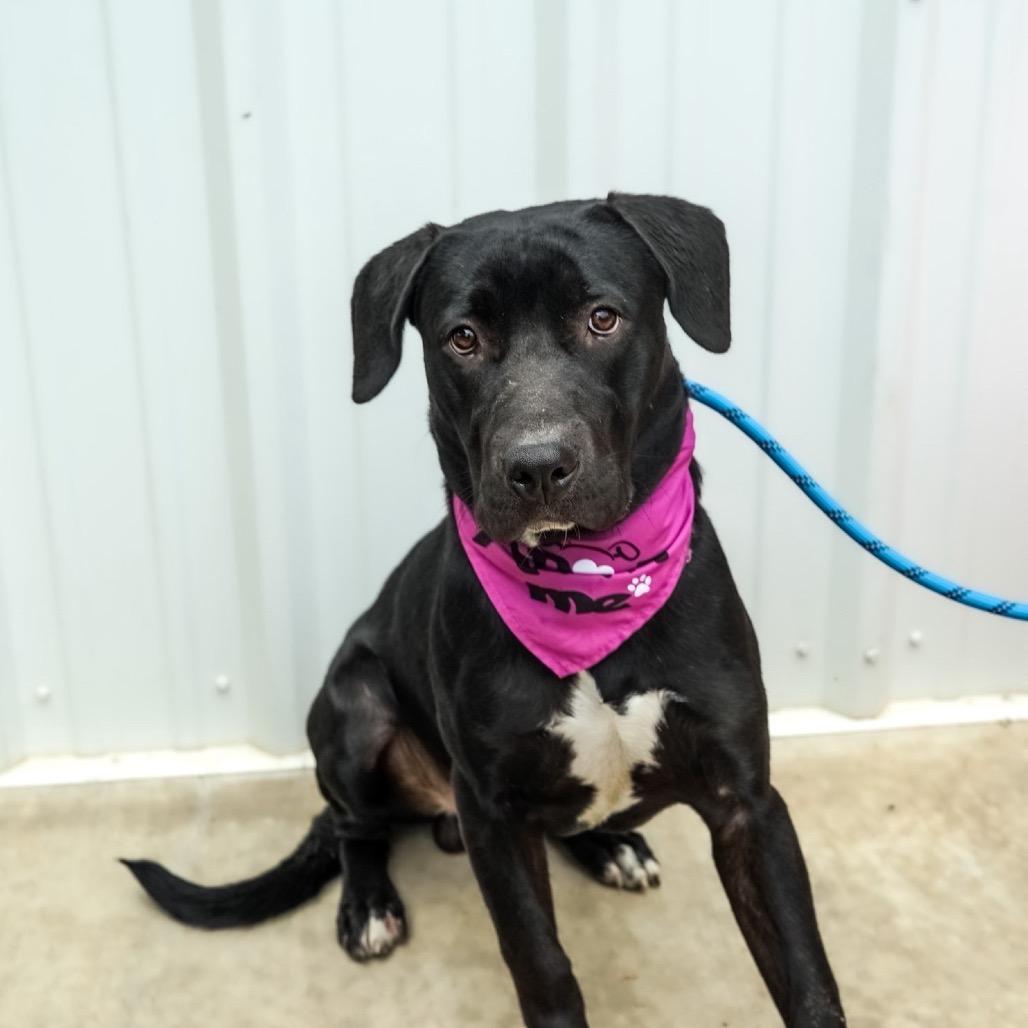 Enlarge Raspberry, a Adoptable mixed breed in Wadena, MN image 6/6