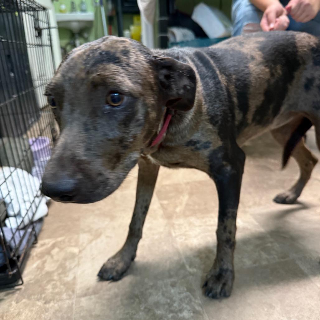 Misty, Adoptable, Young Female Catahoula Leopard Dog & Affenpinscher.