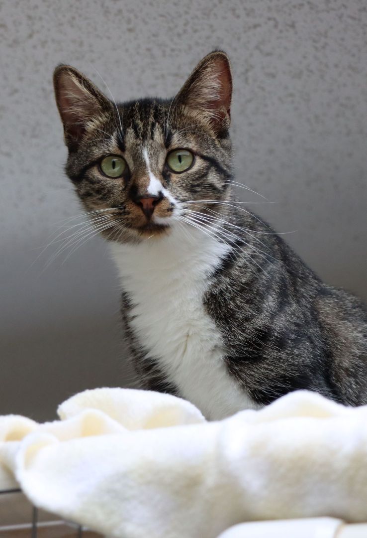 Rice Krispies, a Adoptable Domestic Short Hair in House Springs, MO image 1/2