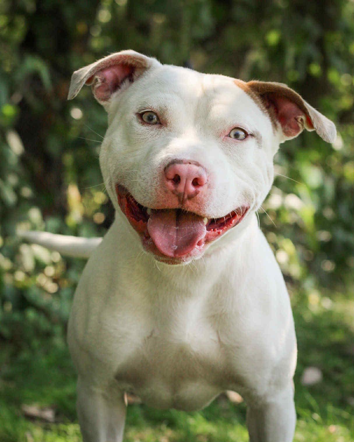 SQUASH, Adoptable, Young Male Pit Bull Terrier.