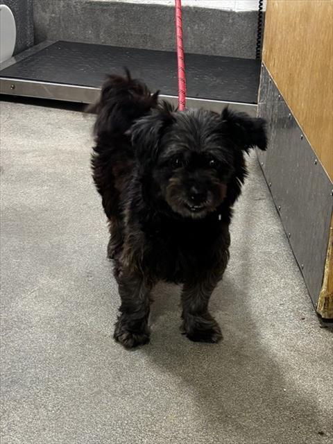 PAM, Adoptable, Adult Female Shih Tzu & Poodle.