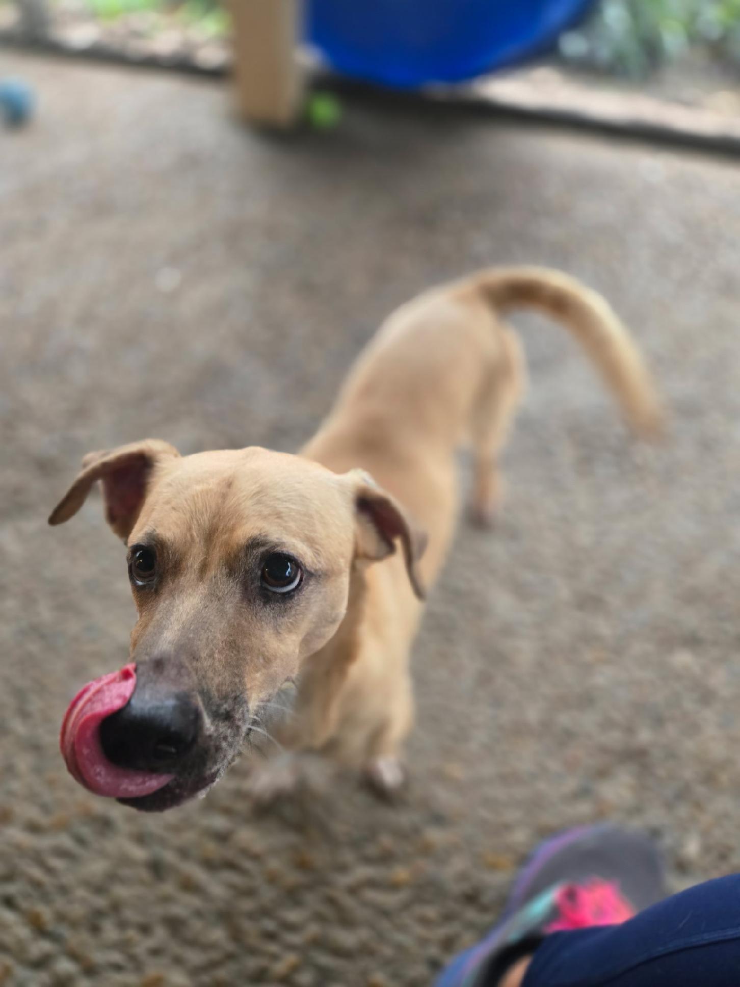 Roddy , ADOPTABLE, Adult Female Dachshund & Labrador Retriever.