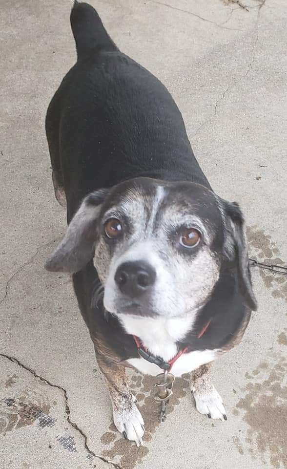 Bella- Precious beyond words!!, Adoptable, Senior Female Beagle.