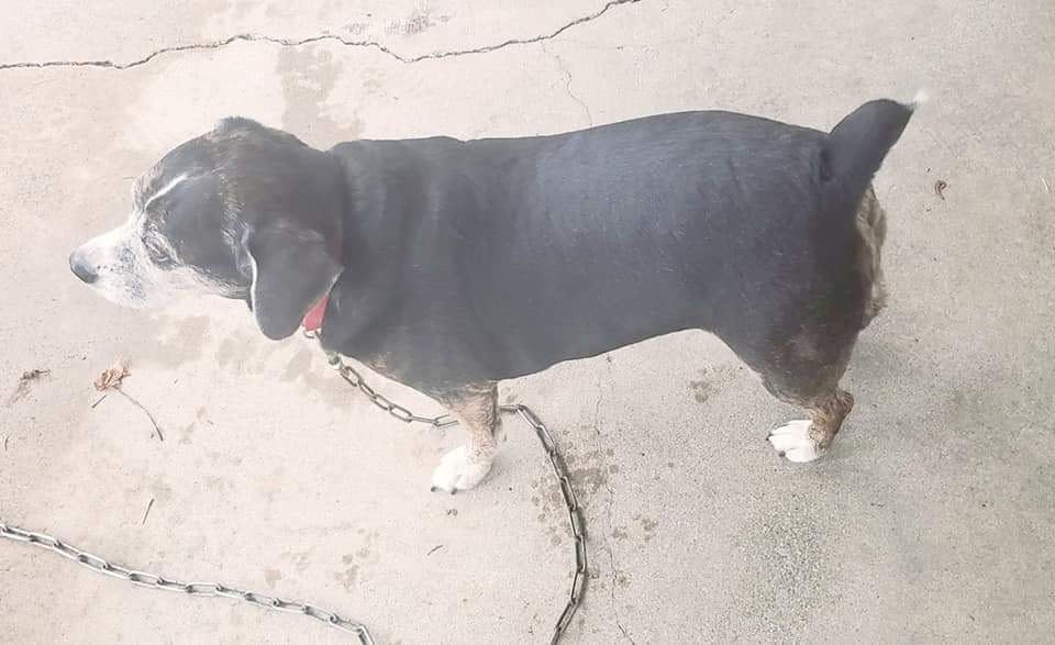 Enlarge Bella- Precious beyond words!!, a Adoptable Beagle in Clarksville, IN image 2/5