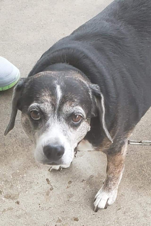 Enlarge Bella- Precious beyond words!!, a Adoptable Beagle in Clarksville, IN image 3/5
