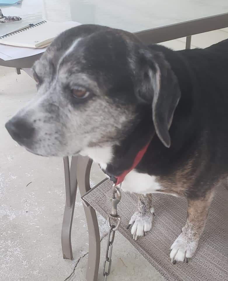 Enlarge Bella- Precious beyond words!!, a Adoptable Beagle in Clarksville, IN image 5/5