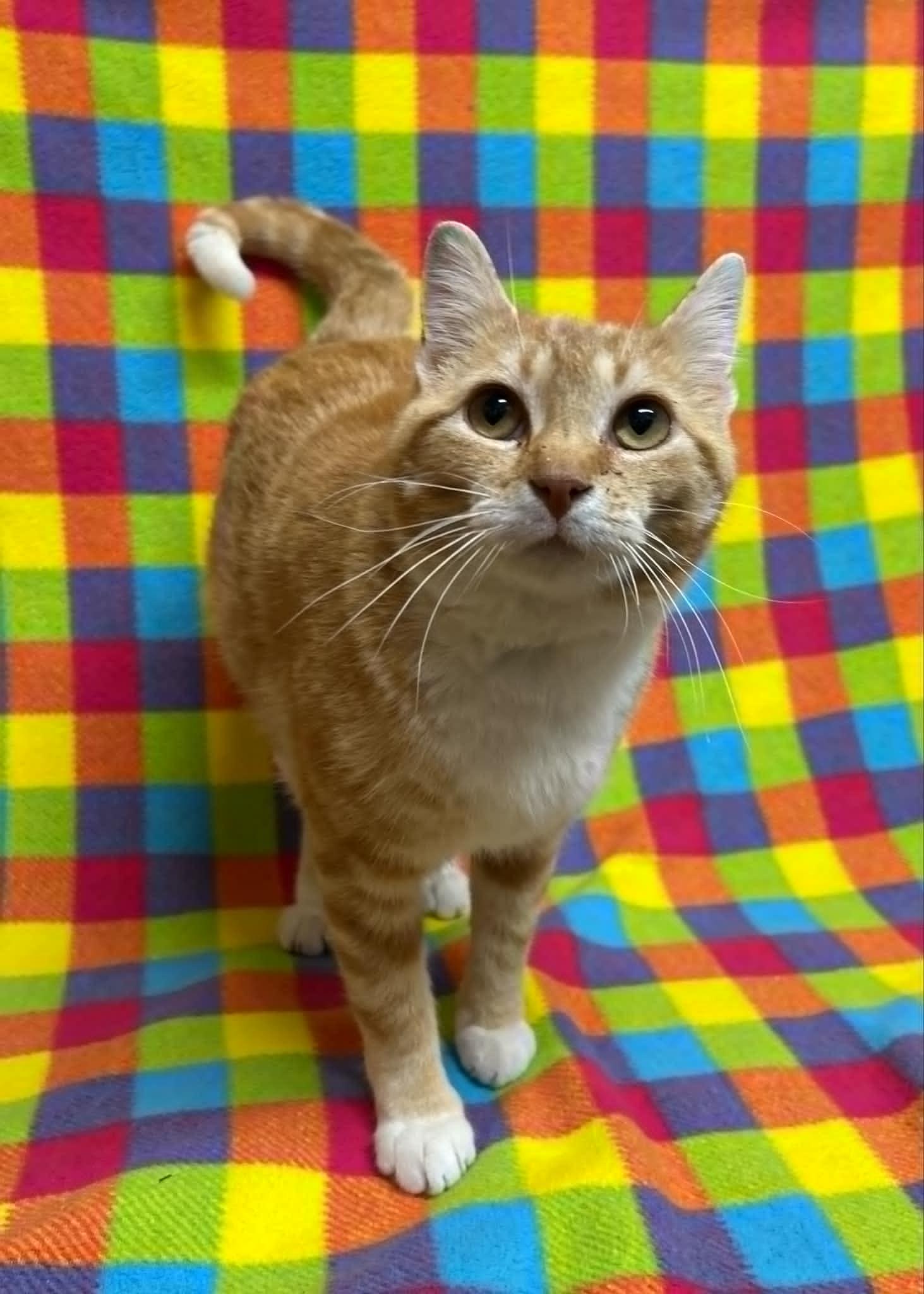 Fira, Adult Female Domestic Short Hair