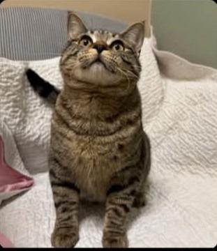 Enlarge Trixie, a Adoptable mixed breed in Quincy, CA image 1/1