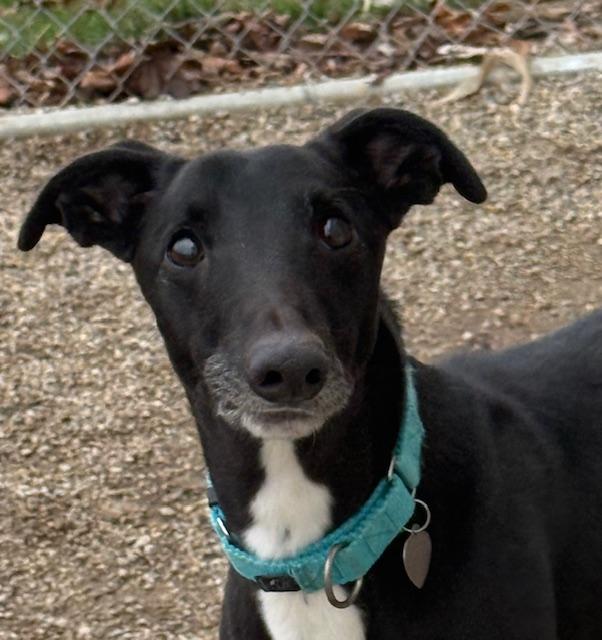 Enlarge Smokee, an adopted mixed breed in Westerville, OH image 1/6