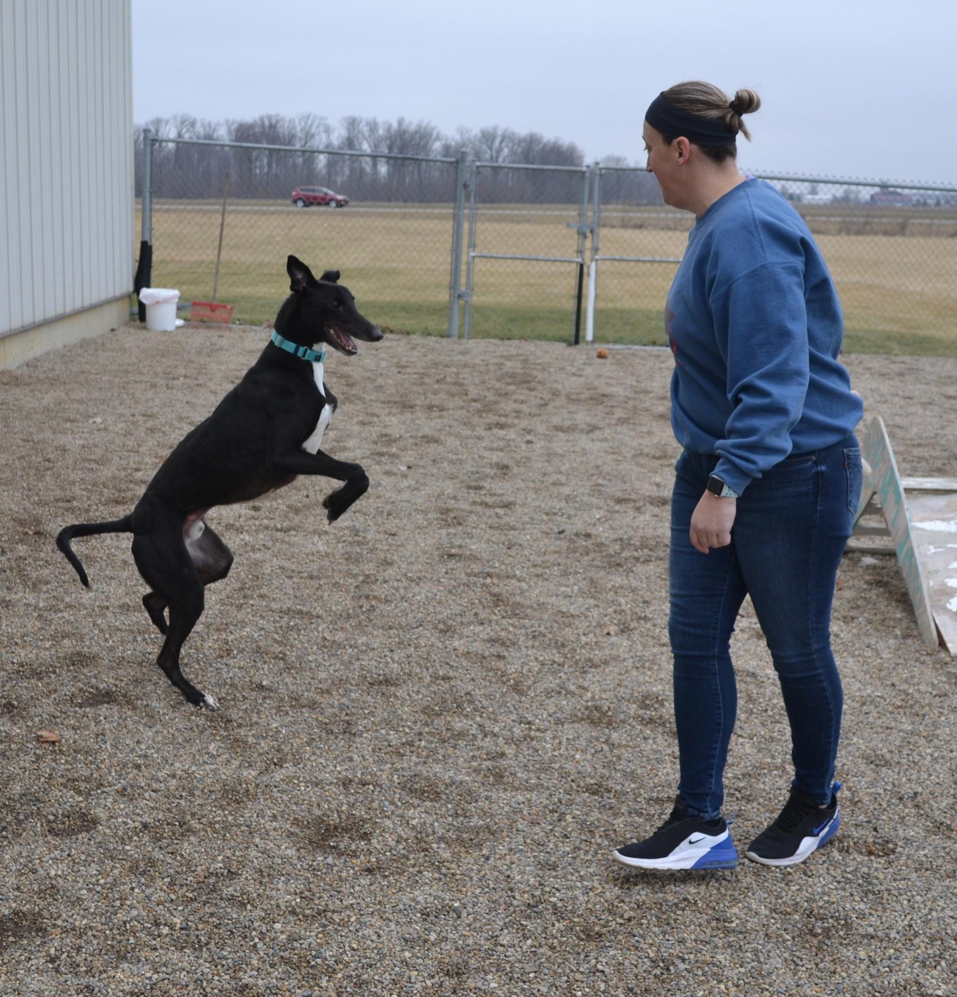 Enlarge Smokee, an adopted mixed breed in Westerville, OH image 5/6