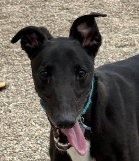 Enlarge Smokee, an adopted mixed breed in Westerville, OH image 6/6