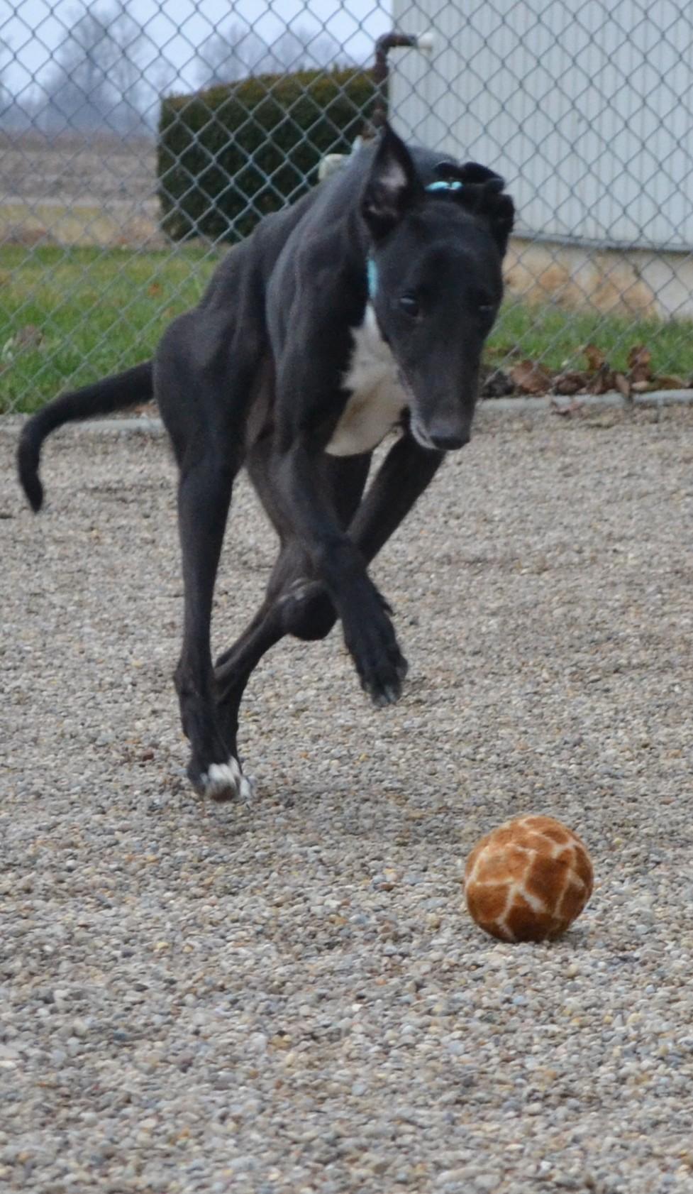 Enlarge Smokee, an adopted mixed breed in Westerville, OH image 2/6
