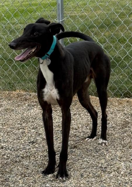 Enlarge Smokee, an adopted mixed breed in Westerville, OH image 3/6
