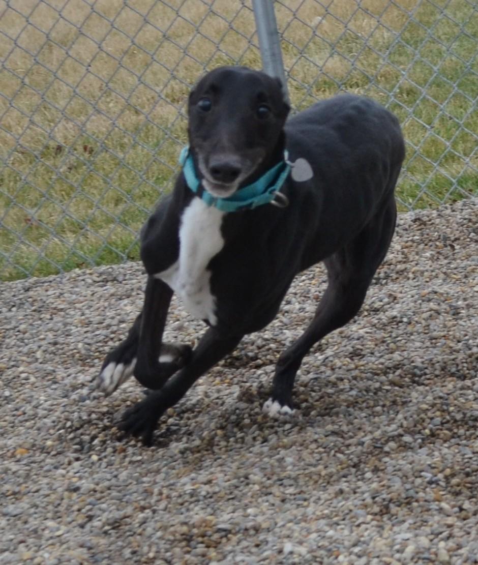 Enlarge Smokee, an adopted mixed breed in Westerville, OH image 4/6