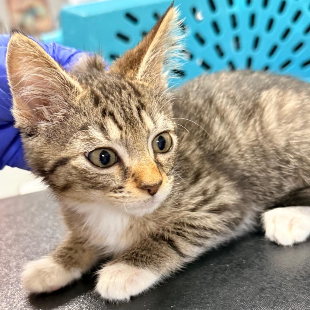 Enlarge Pearl, a Adoptable Domestic Short Hair in Jupiter, FL image 1/3