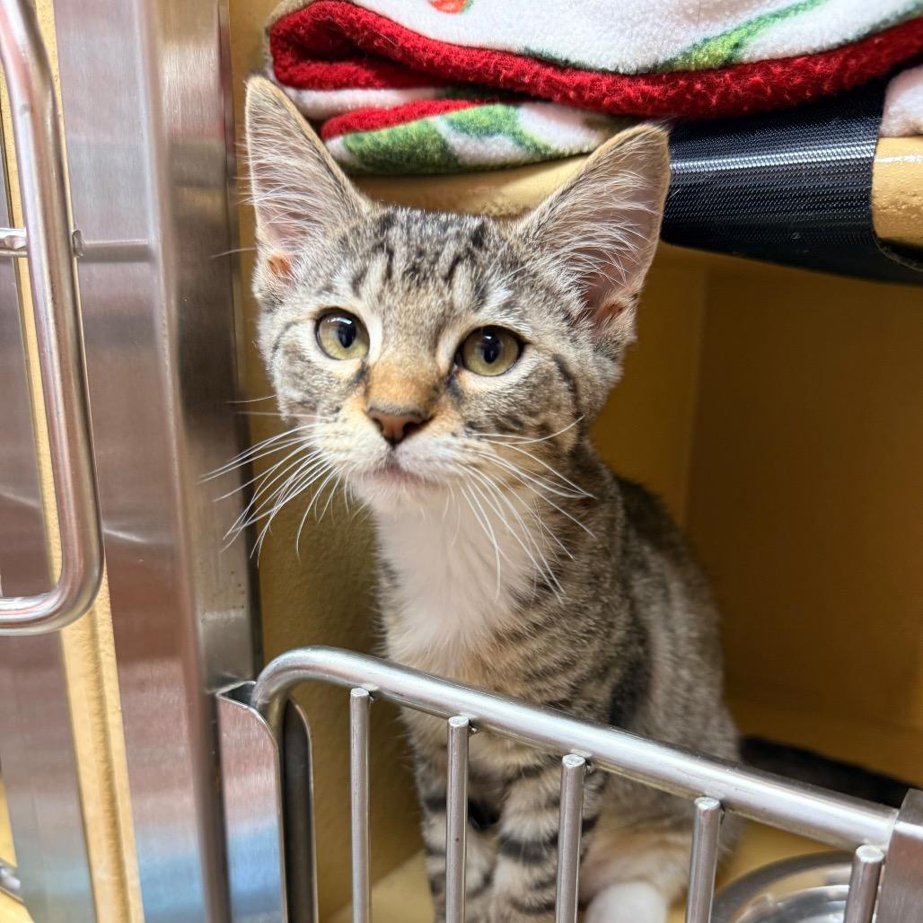 Enlarge Pearl, a Adoptable Domestic Short Hair in Jupiter, FL image 2/3