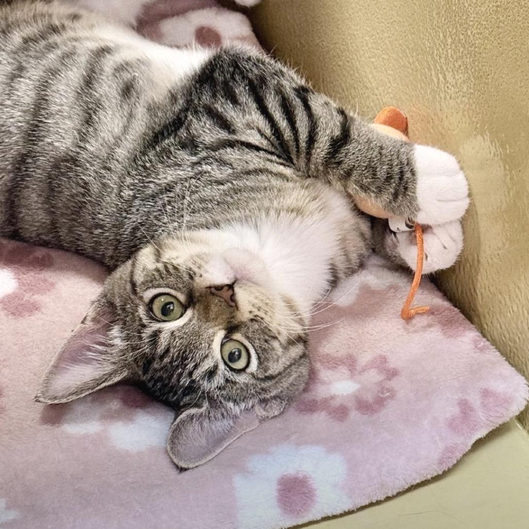 Enlarge Pearl, a Adoptable Domestic Short Hair in Jupiter, FL image 3/3