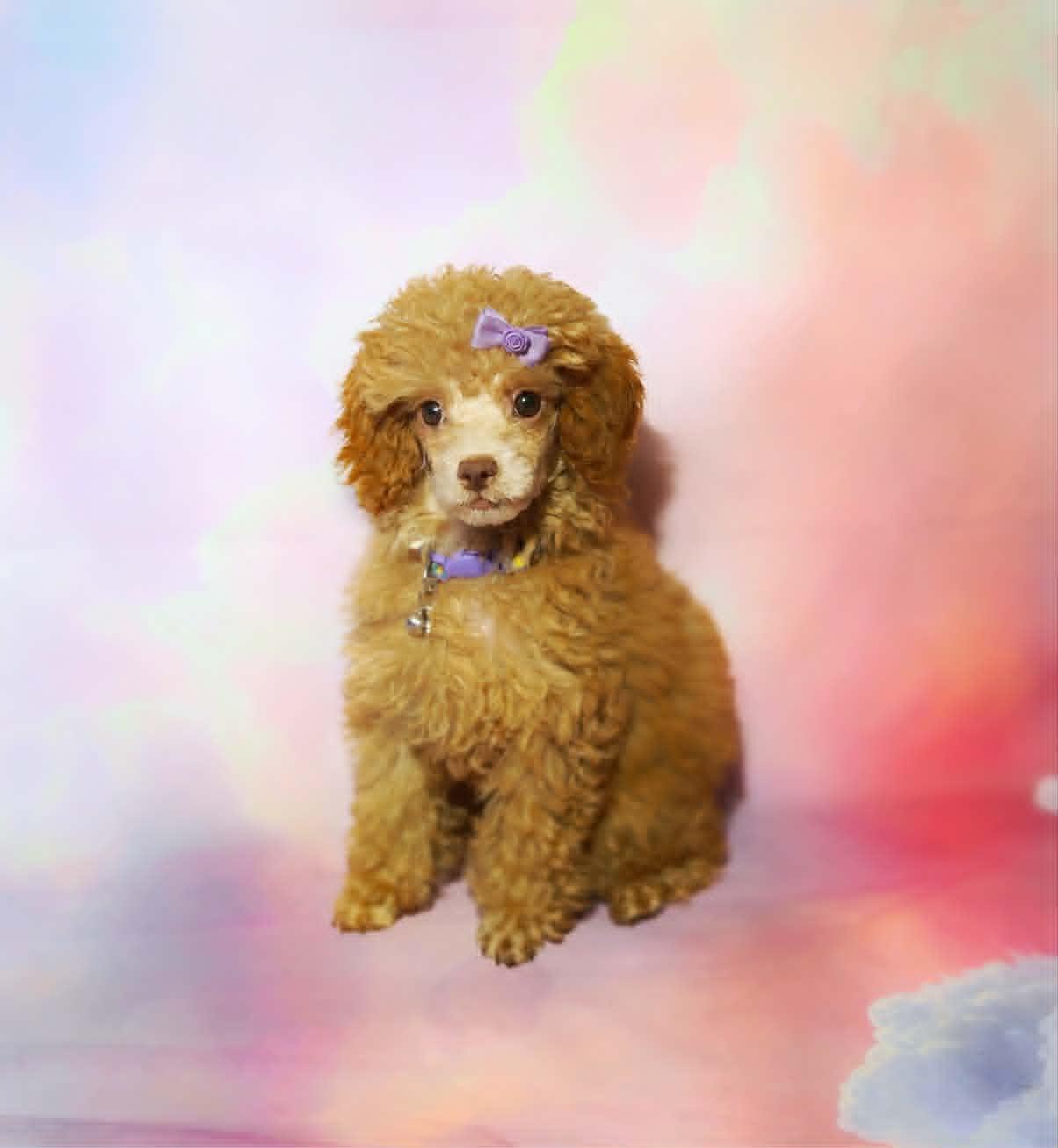 Tallulah, an adopted Miniature Poodle in Broken Arrow, OK image 3/3