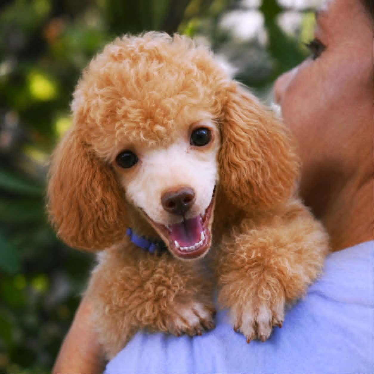 Tallulah, an adopted Miniature Poodle in Broken Arrow, OK image 1/3
