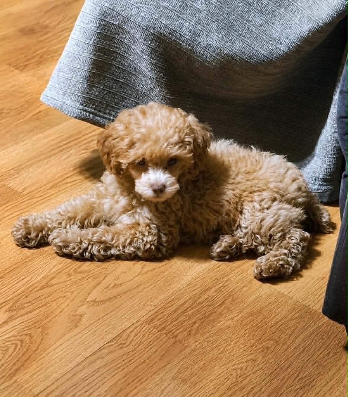 Tallulah, an adopted Miniature Poodle in Broken Arrow, OK image 2/3