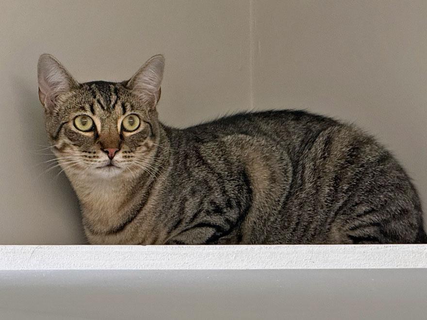 Enlarge Lucian, a Adoptable Domestic Short Hair in East Falmouth, MA image 4/4