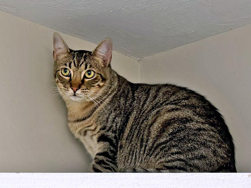 Enlarge Lucian, a Adoptable Domestic Short Hair in East Falmouth, MA image 3/4