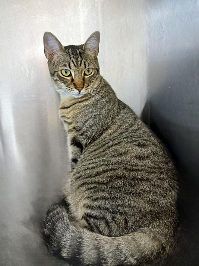 Enlarge Lucian, a Adoptable Domestic Short Hair in East Falmouth, MA image 2/4