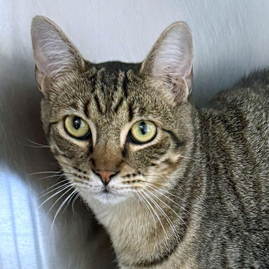Enlarge Lucian, a Adoptable Domestic Short Hair in East Falmouth, MA image 1/4