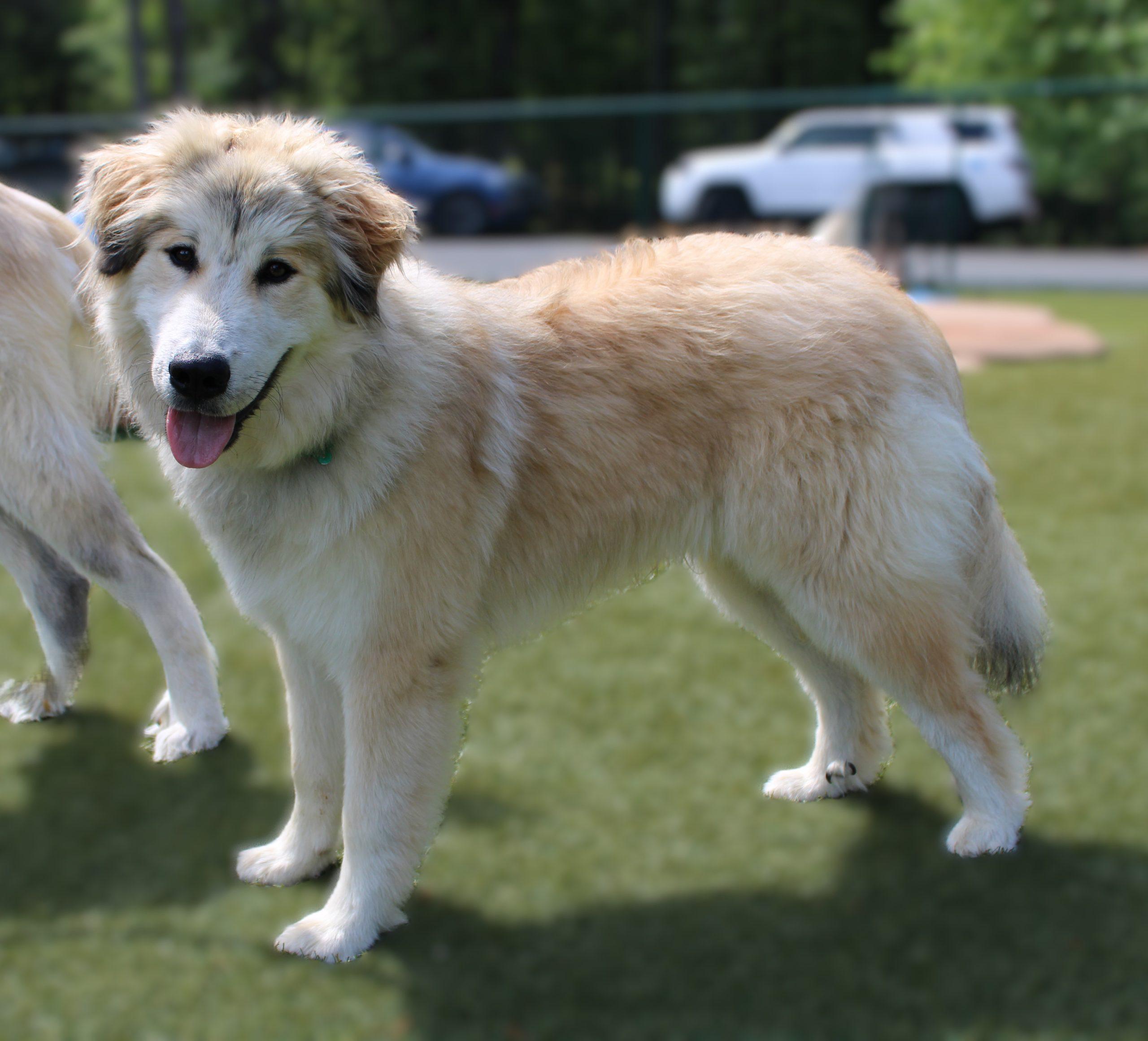 Dino Flintstone, Young Male Great Pyrenees