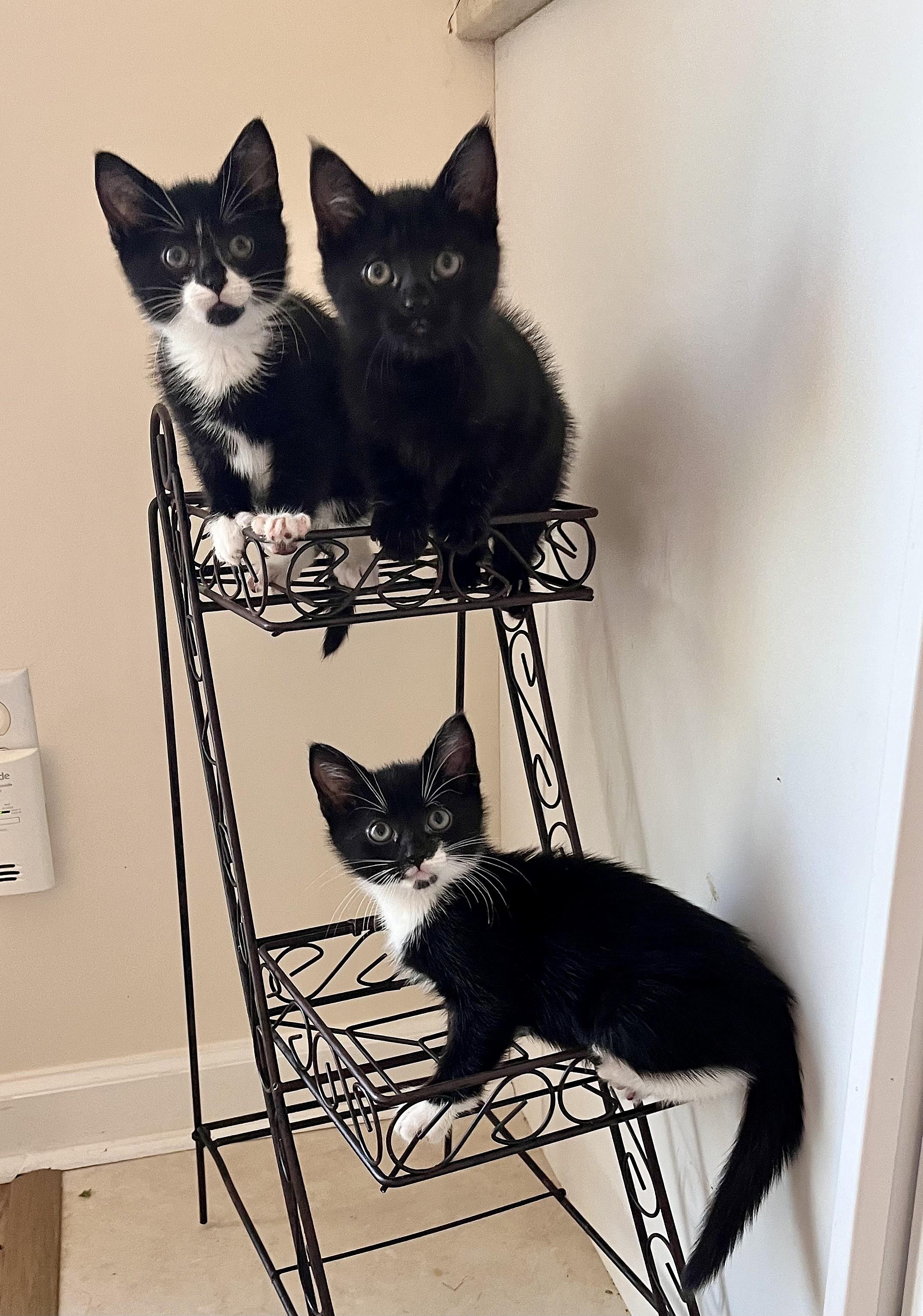 Raven, Scarlet, Phantom