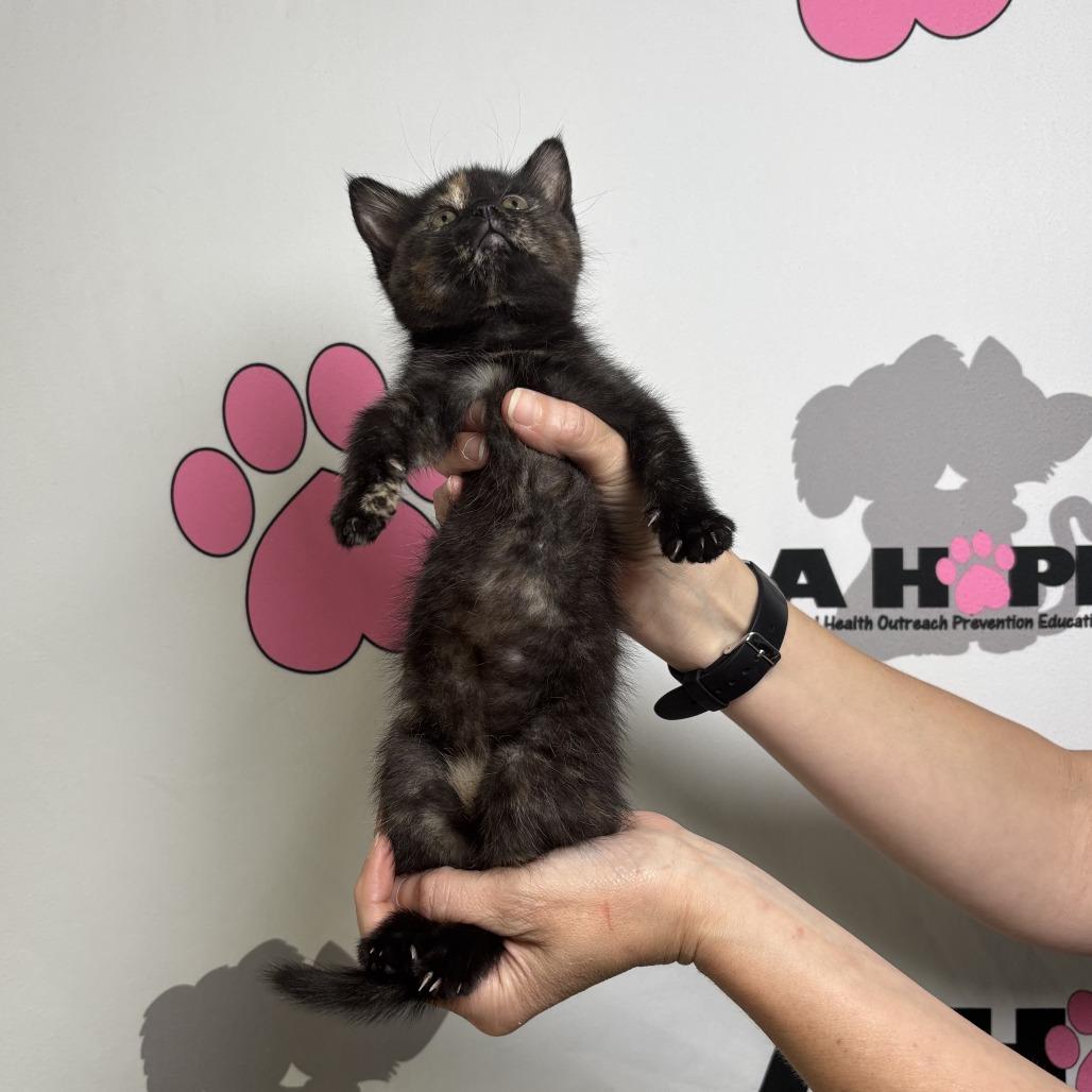 Paste, Adoptable, Kitten Female American Shorthair.